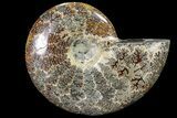 Polished, Agatized Ammonite (Cleoniceras) - Madagascar #88152-1